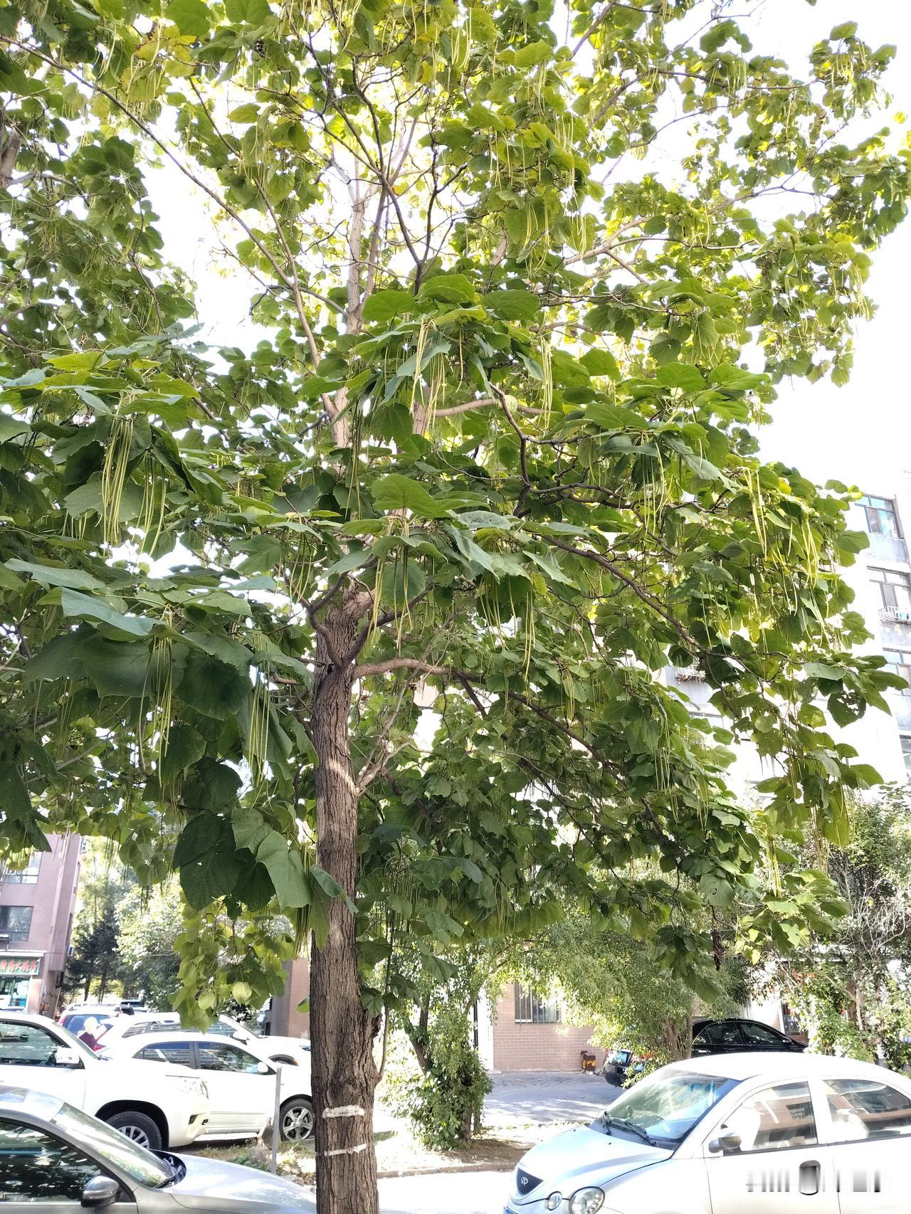 整容换脸这种剧情，我不喜欢，更不愿强行接受。
   人生最美是天然。经过刀工处理