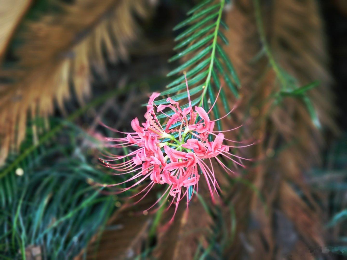 彼岸花？有毒吗？ ​​​