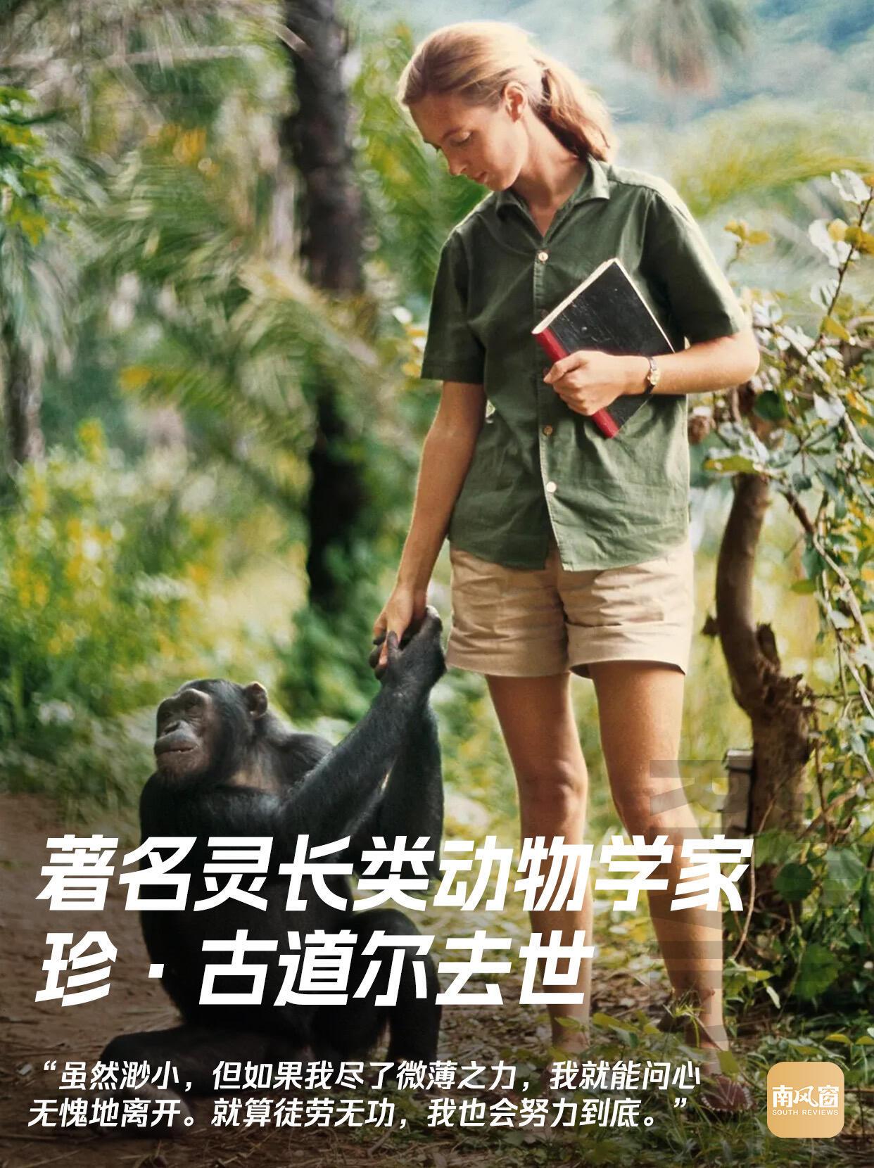 听到珍·古道尔去世的消息，心里挺不是滋味的。就是那个在生物课本上，和黑猩猩温柔握