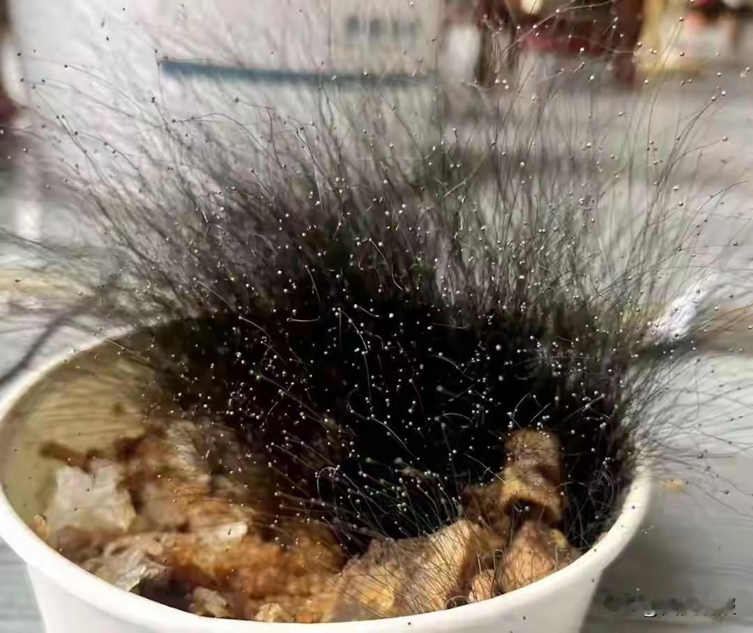 太惊悚！男子春节前把一碗狗狗吃剩的牛肉饭忘在宁波办公室，半月后返工直接看呆：饭碗