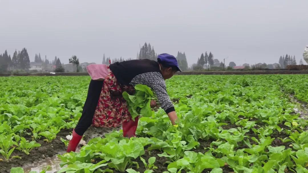 南县：麻河口镇百亩菜薹迎丰收