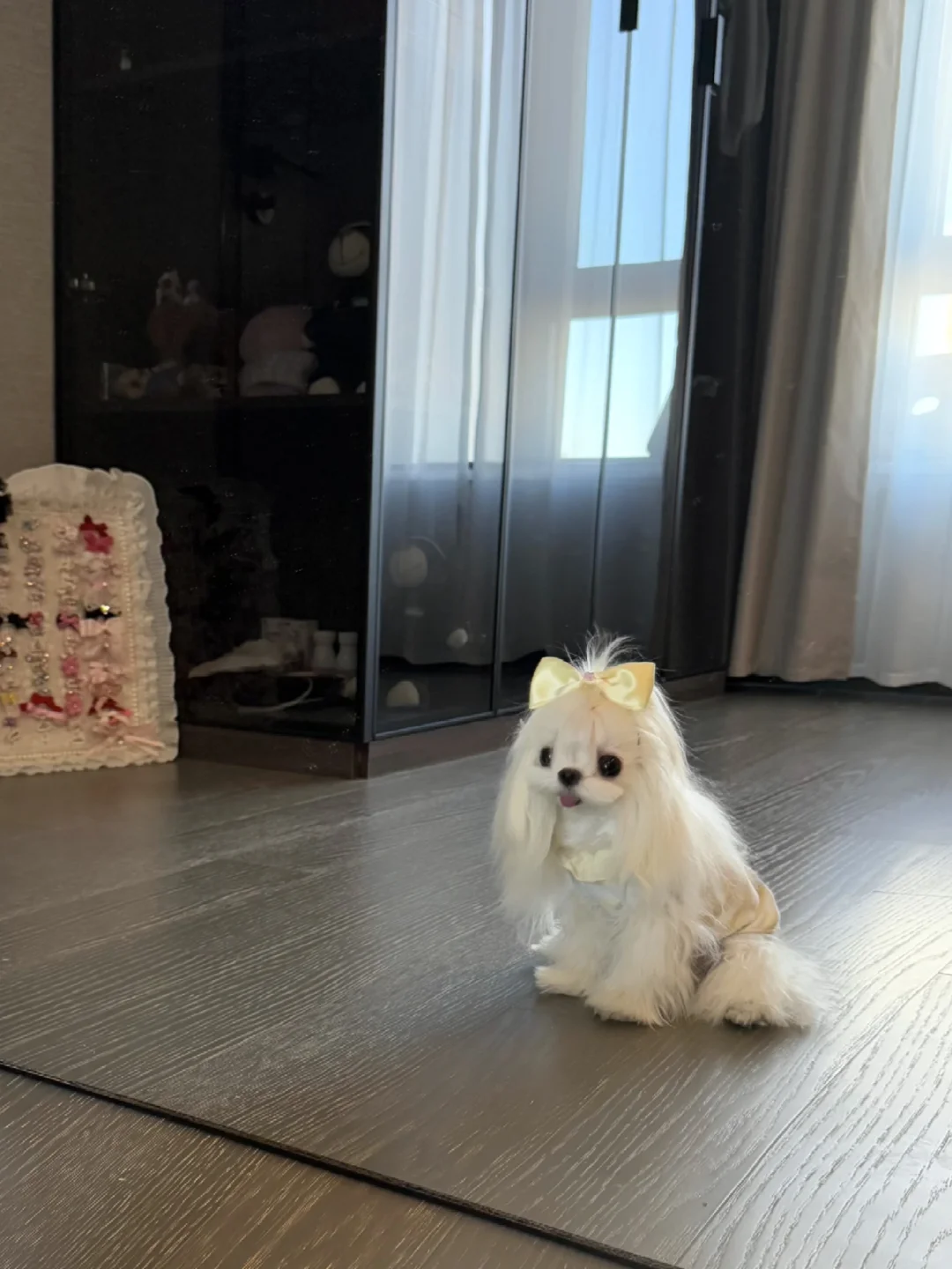 嘿嘿! 被发现偷偷照镜子的小狗🐶