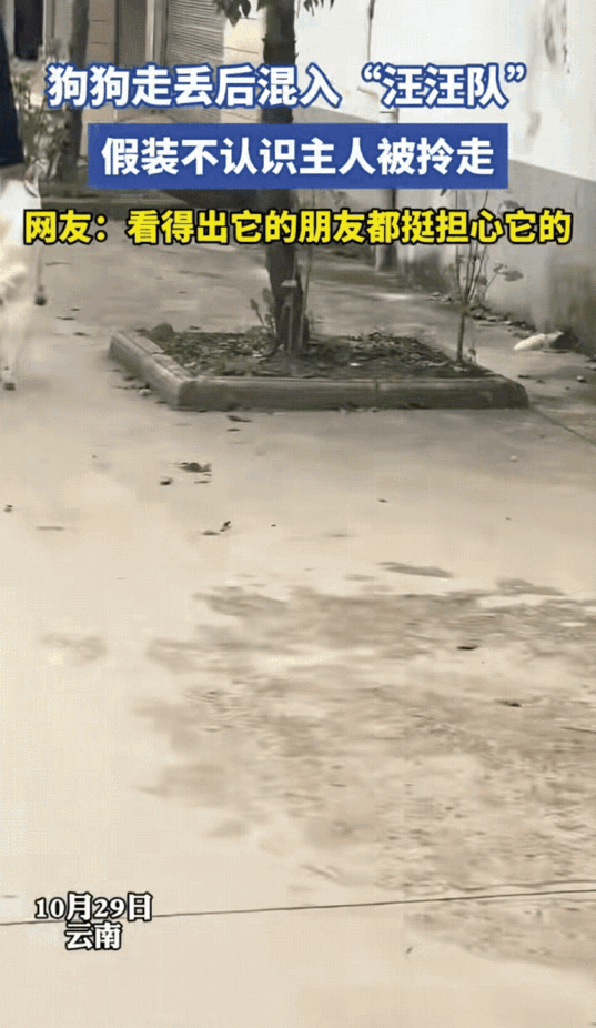 “狗脸都丢尽了！”云南，一只狗狗跟着主人出门，结果趁主人不注意偷偷溜走玩去了，然