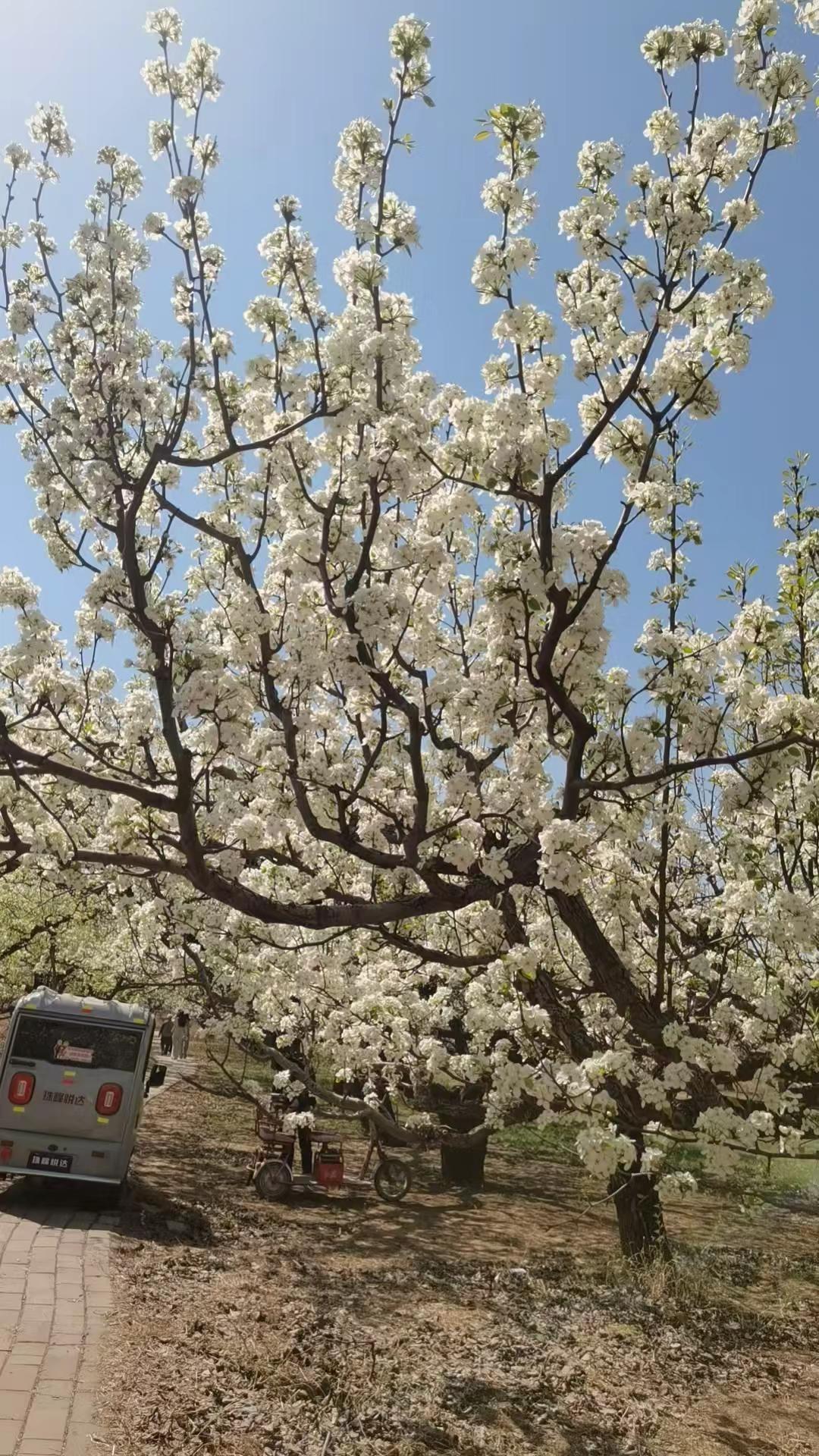 很漂亮，很喜欢。