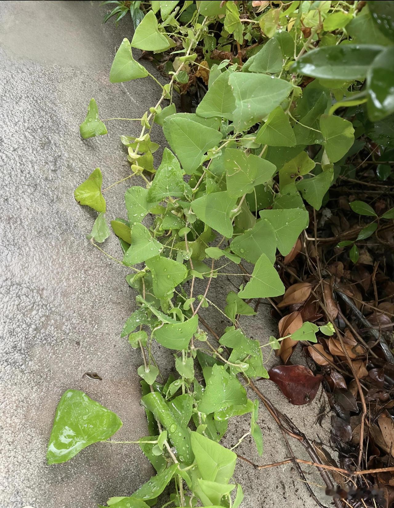 猜猜这是什么草本植物？常年住在城里的人基本没机会见到，认识的留言说一说！看看有多