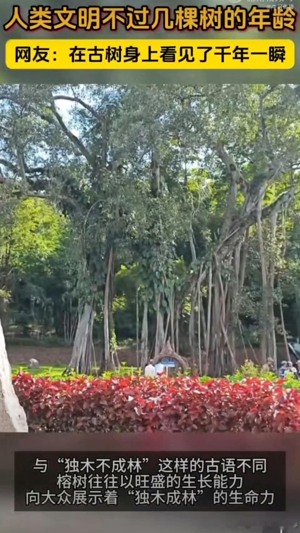 在古树身上看见了千年一瞬站在古树前，抚摸着它粗糙斑驳的树皮，仿佛触摸到了时光。千