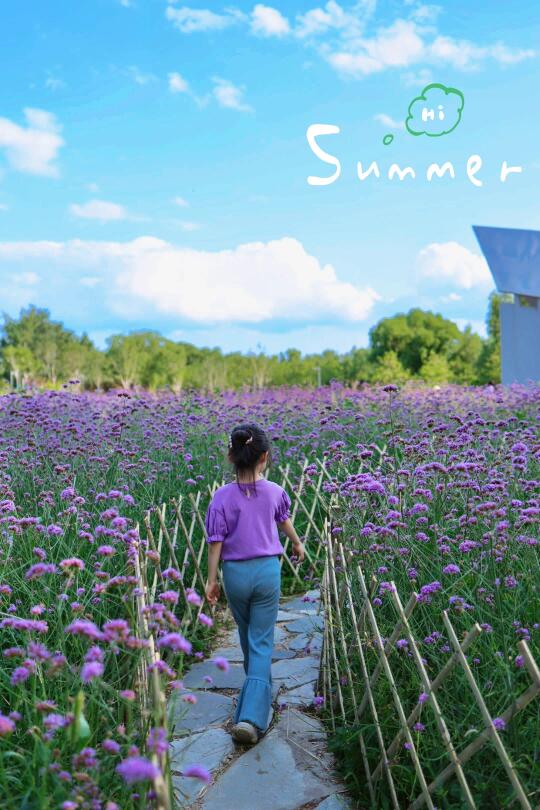 6.15奧北公园｜紫色马鞭草花海太出片了吧💜