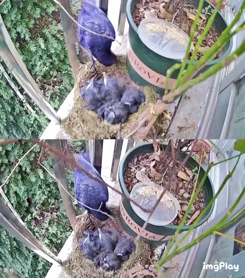 #鸟粉投稿# 不辞辛苦的紫啸鸫父母每天都要抓几百只小虫子才能喂饱窝里的四只宝宝 