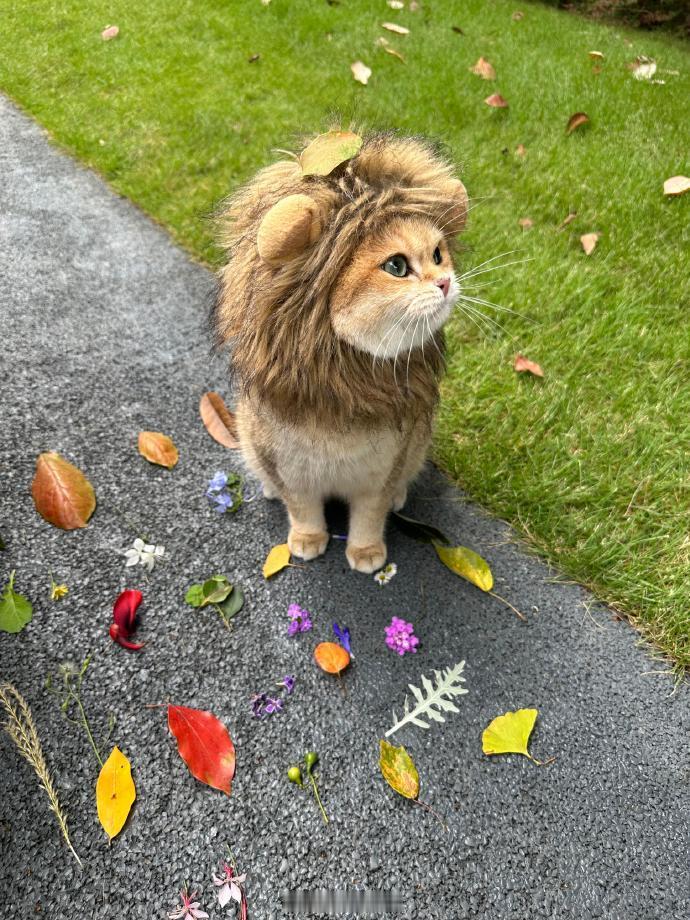 小西几我呀出门捡秋天喽🍂| ​​​