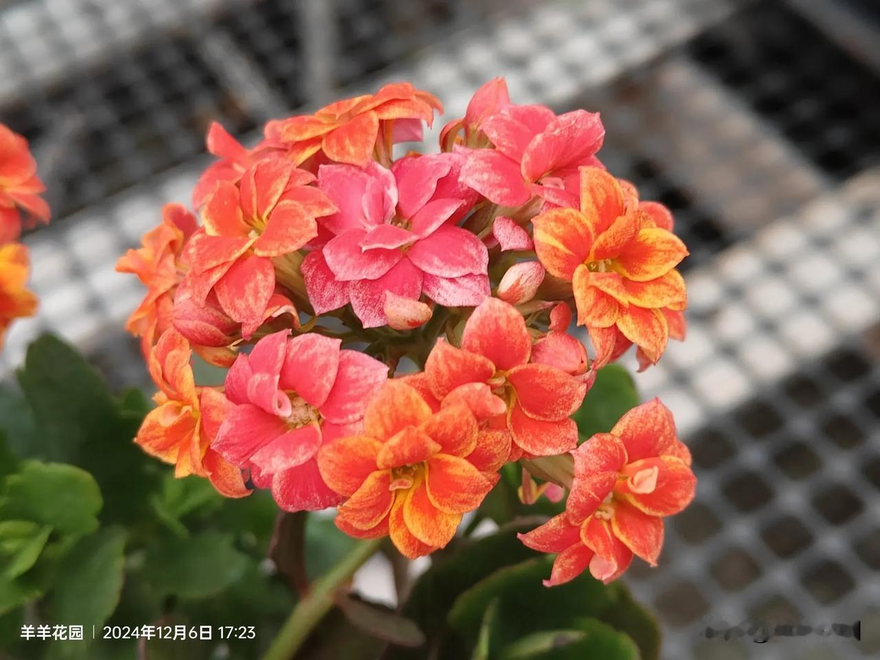 分享迷人长寿花羊羊花园长寿花开花样板~