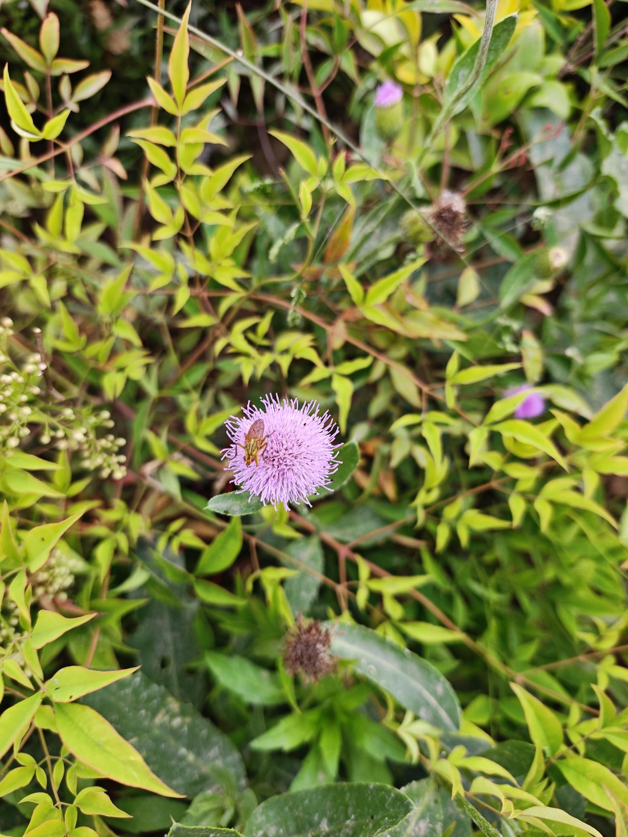 - 生长特点：它多生长在田间地头，植株带刺，在农村常被当作杂草处理，其标志性特征