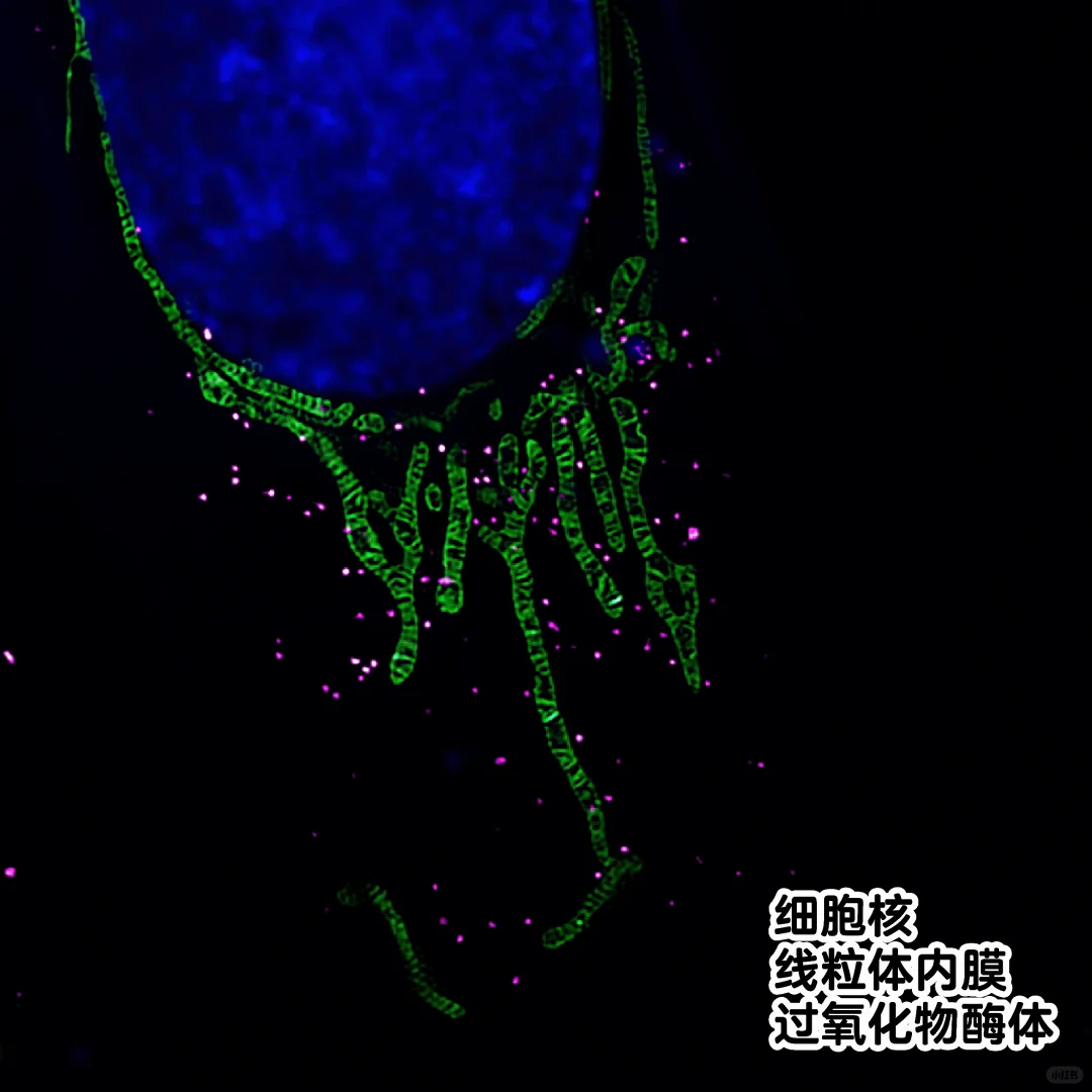 求！谁家显微镜的线粒体拍出来这么好看！