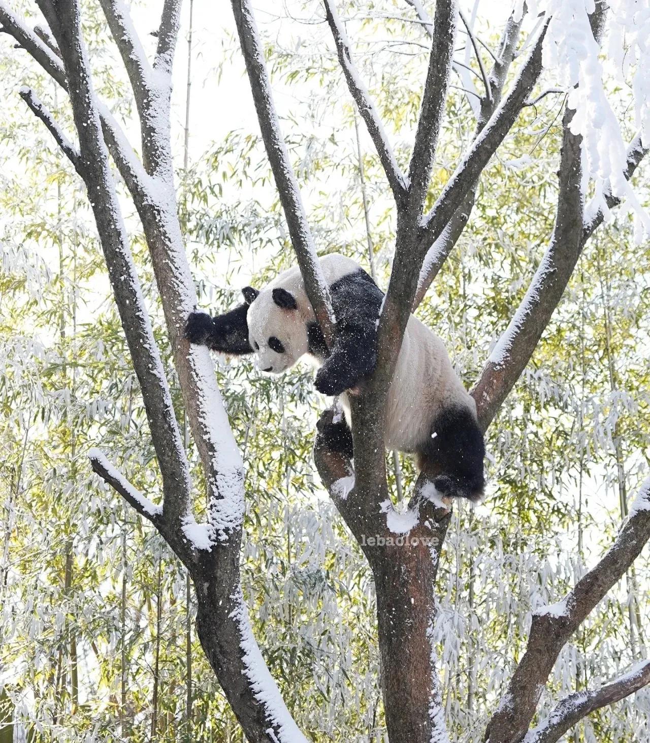 1-11新鲜出炉的乐宝子🐼
前两日，谁还说他吐血来着[捂脸][捂脸][捂脸]