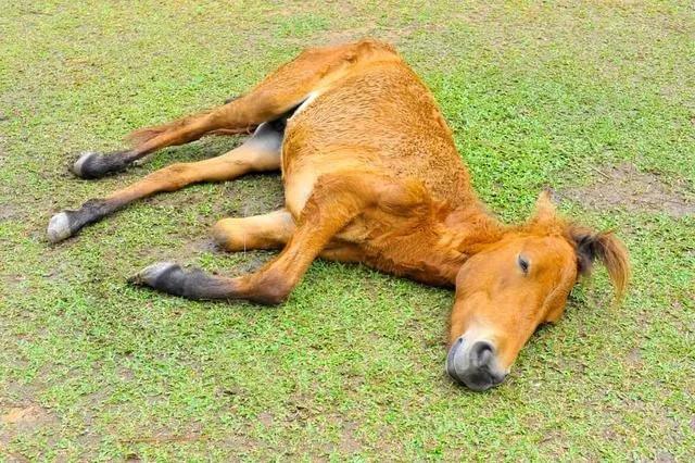 为什么马腿断了必须死？不是治不了，是实在折腾不起！
 
看要知道，骑马现在是富人