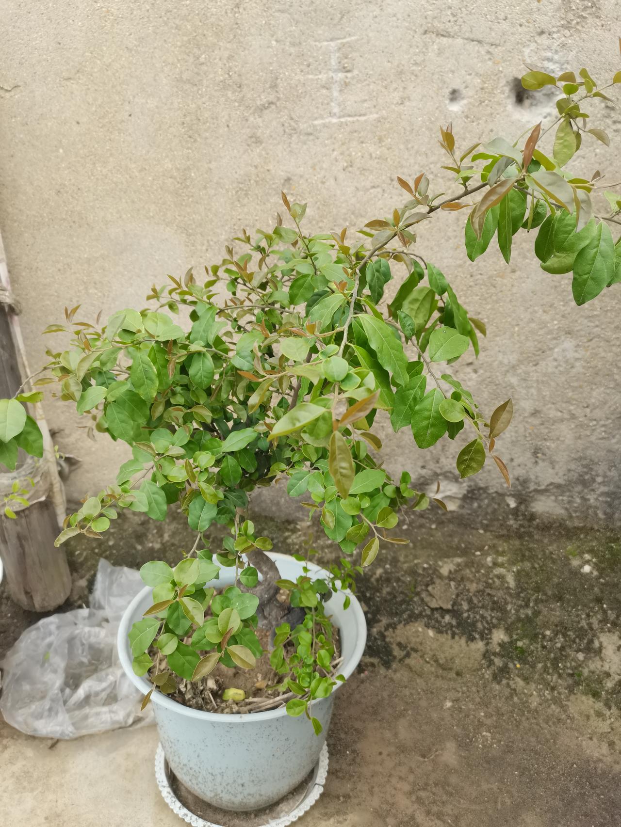 又跳坑里了？
网购树苗，大家伙认为究竟是什么？真的是金弹子吗？