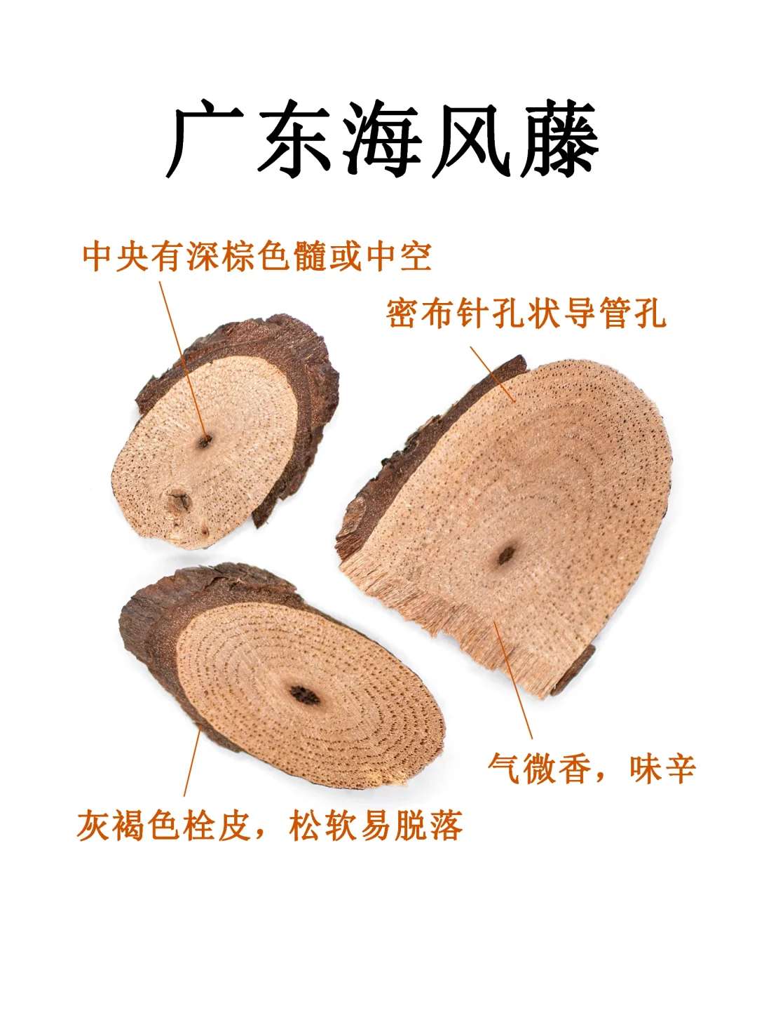 中药图鉴｜广东海风藤