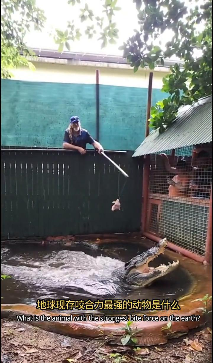 湾鳄一口下去，骨头直接碎成渣。
活体测出来的咬合力，全球没人能扛。
虎鲸再猛，也