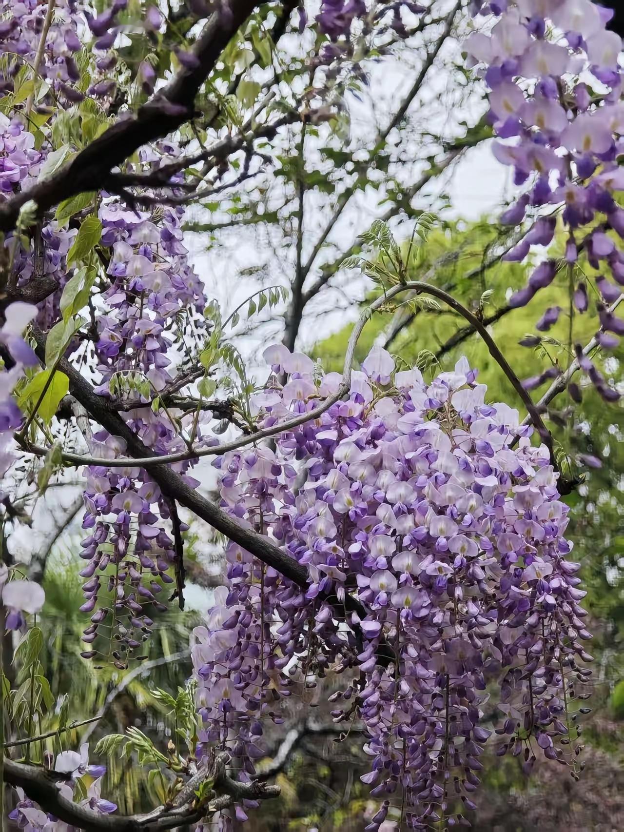 从未见过开得这样盛的藤萝，只见一片辉煌的淡紫色，像一条瀑布，从空中垂下，不见其发