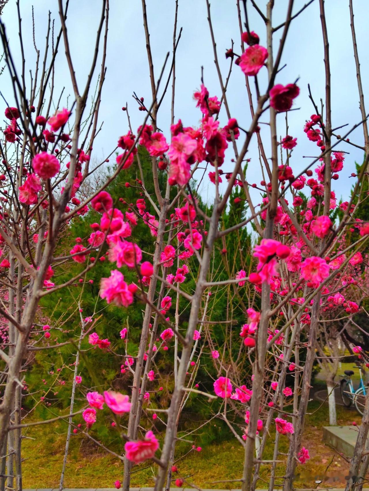 春日繁花似锦，梅花盛开如画。