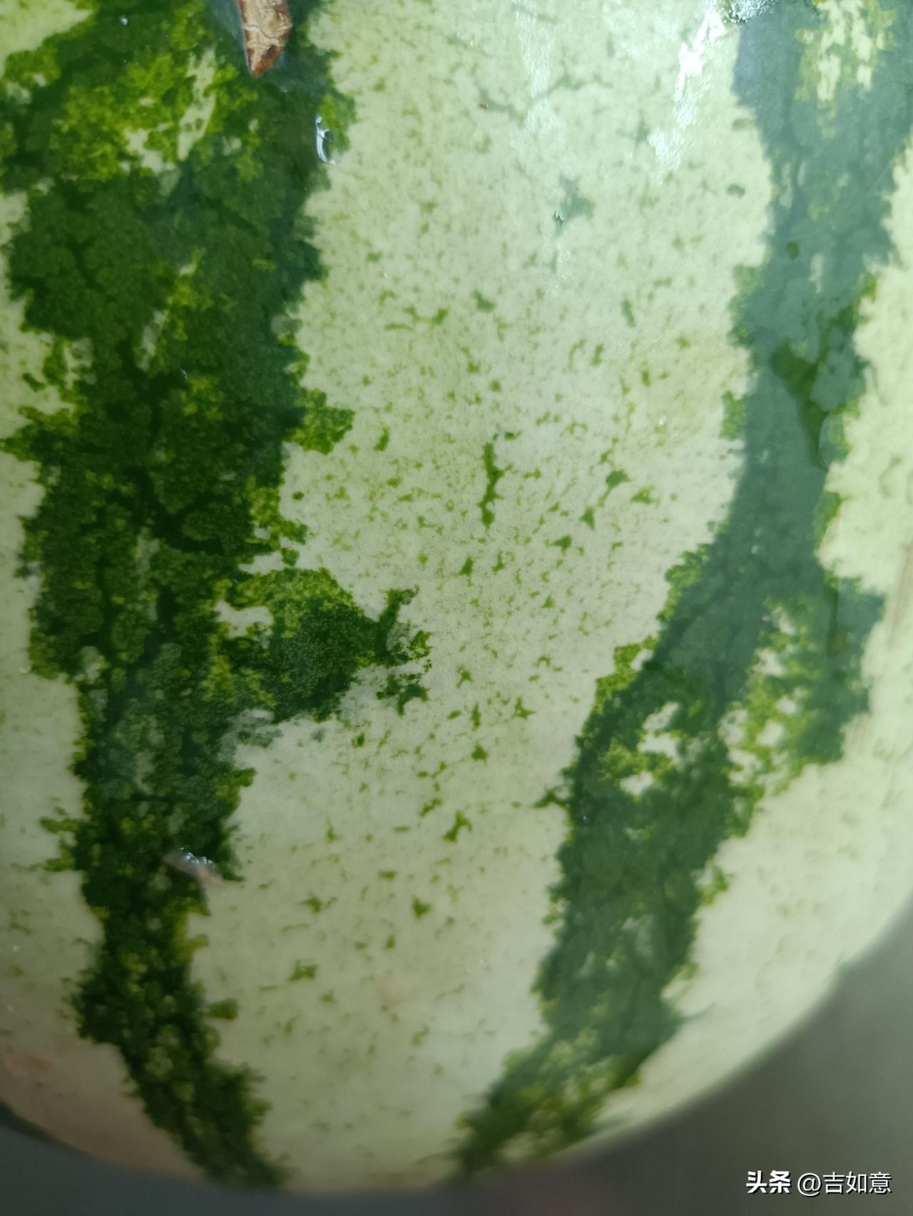 西瓜皮这模样太独特了，像苹果、橙子，基本就是一种颜色为主，顶多颜色深浅有点差别。