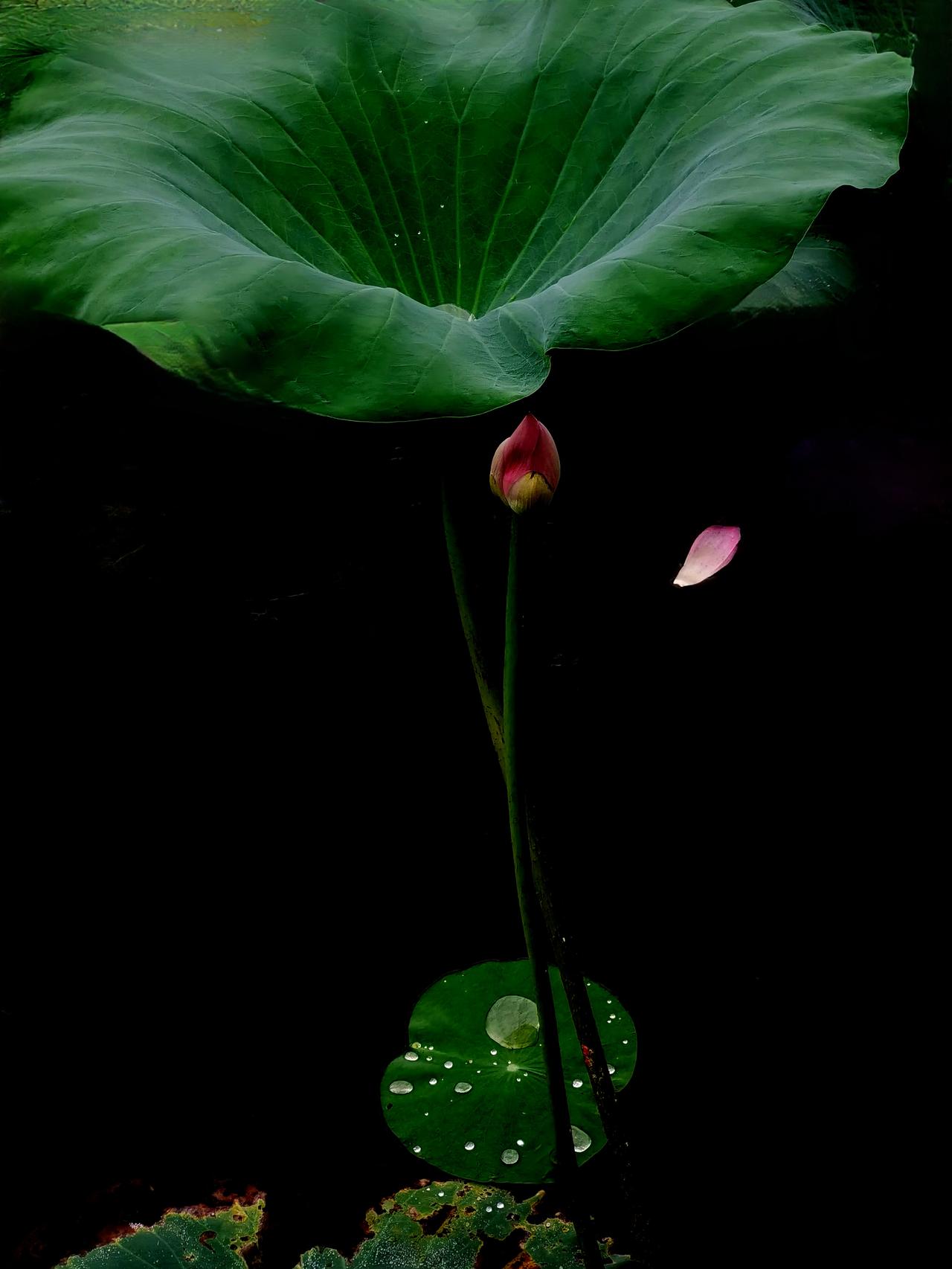洋泾湖各种荷花洋泾湖