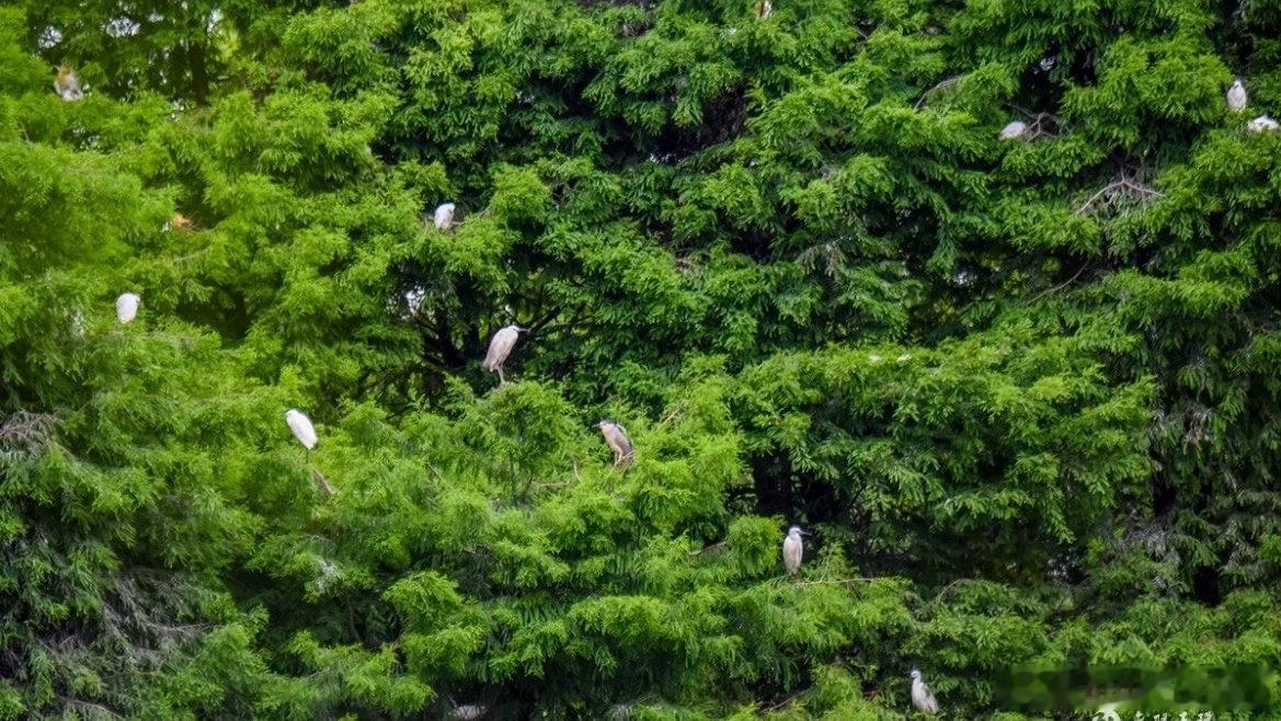 台州玉环湿地上千只候鸟破壳 玉环漩门湾国家湿地公园迎来鹭鸟繁育高峰，百座小岛之上