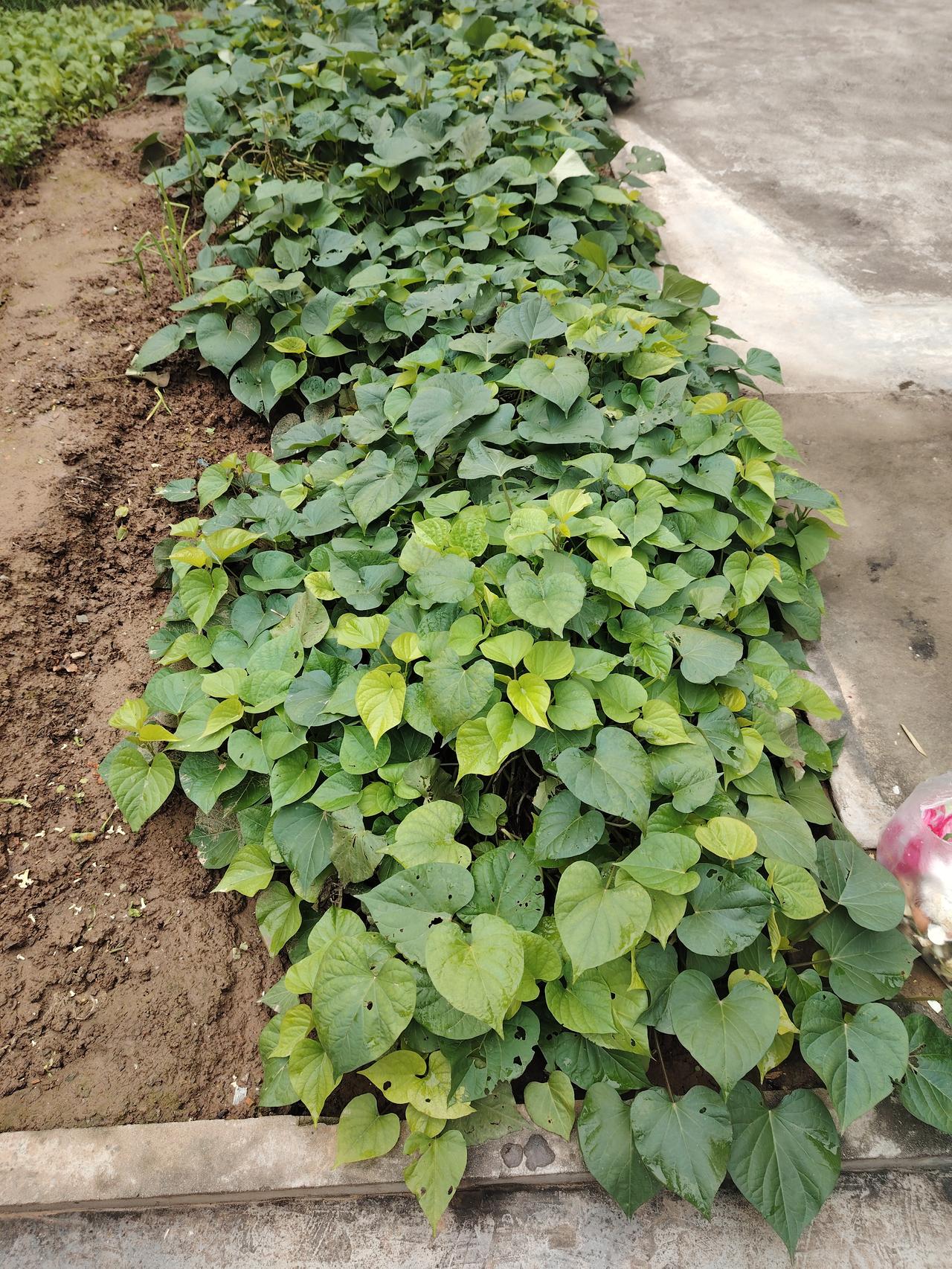 语文教学恰似种庄稼，绝非一朝一夕之功。种庄稼断不会今日播种明日收获，语文教学亦是