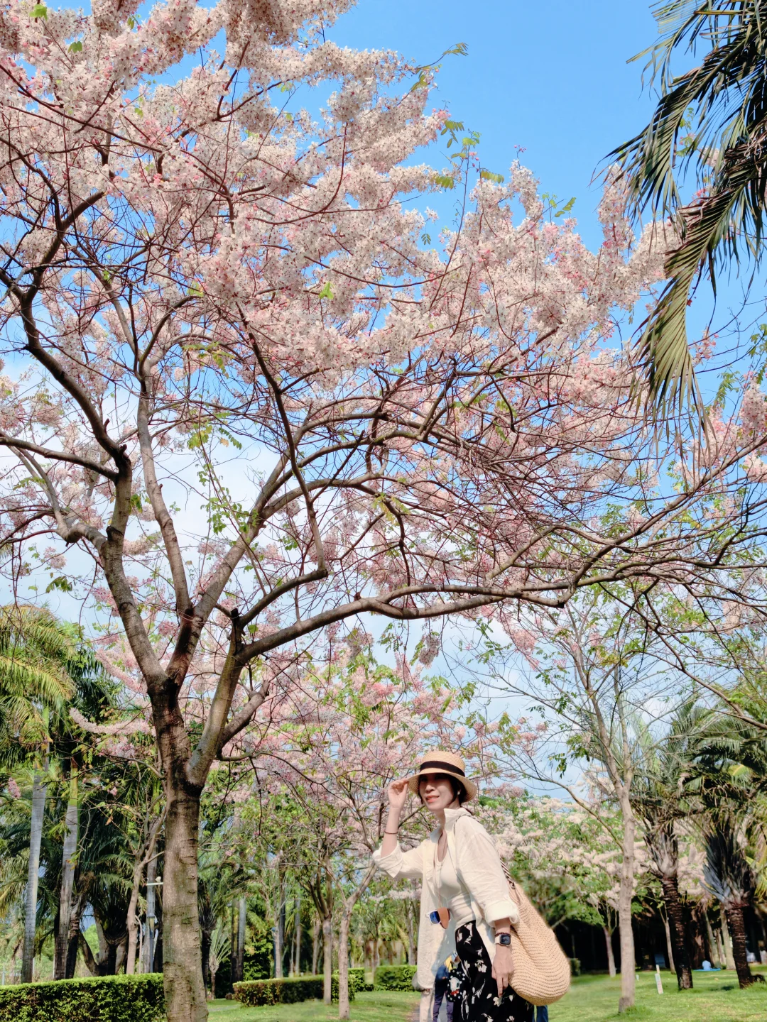 4.14实拍｜深圳湾公园樱花美成了春天的诗