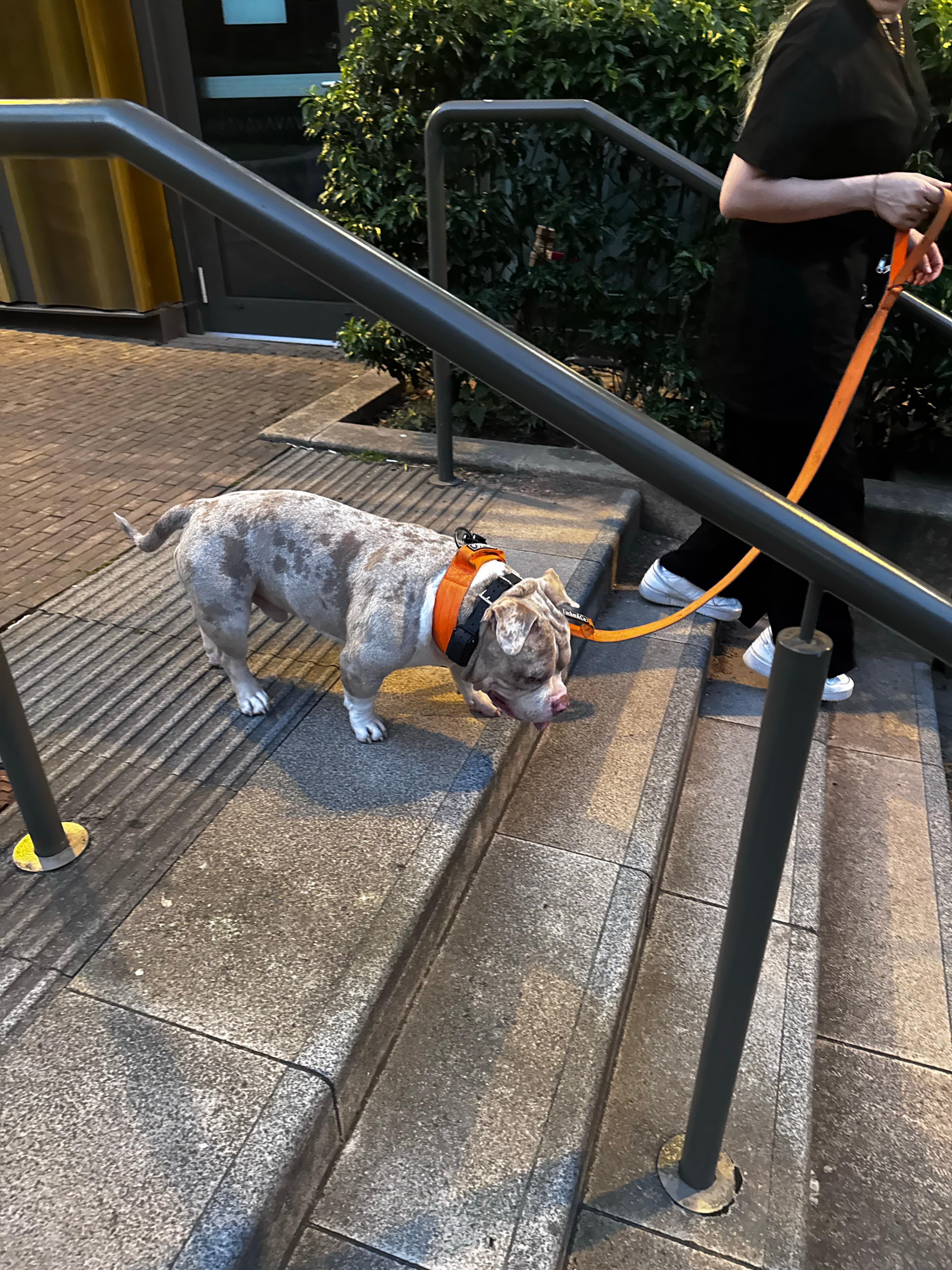 一只小胖狗朝我走来 