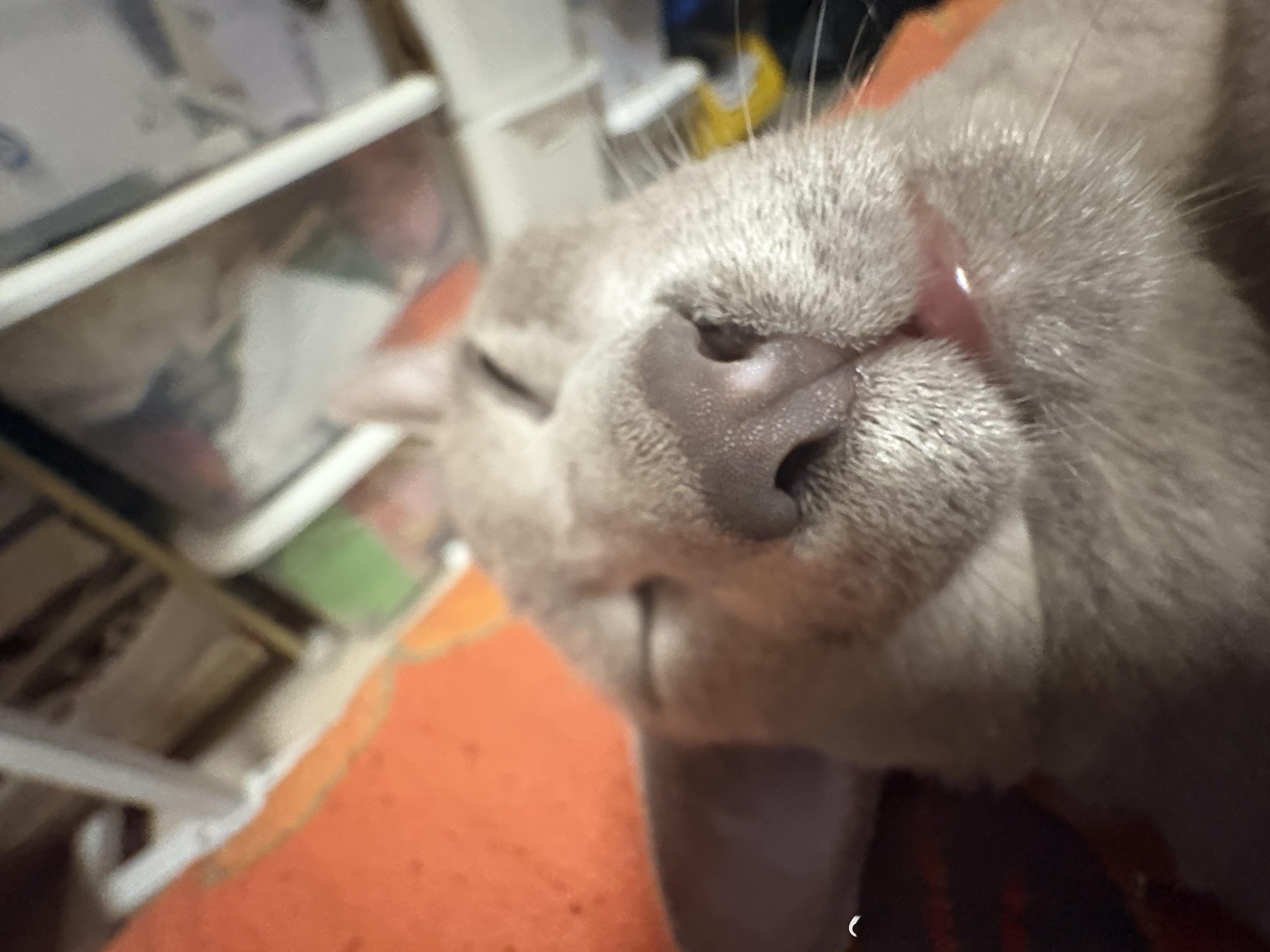 49531【丑猫】驴儿驴儿我爱你 