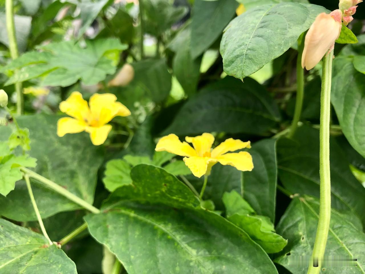 去年种花得花，今年种花得瓜