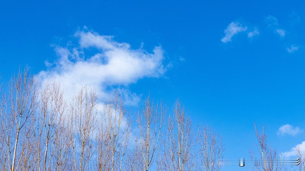 山西小镇 白杨树
