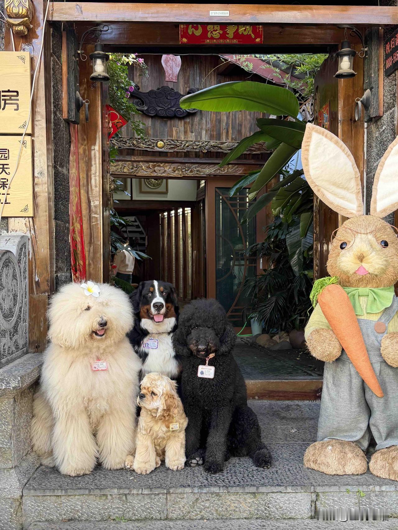 丽江宝藏民宿找到了！
是猫狗双全的快乐🥳

丽江古城藏着一家“毛孩子民宿”
三