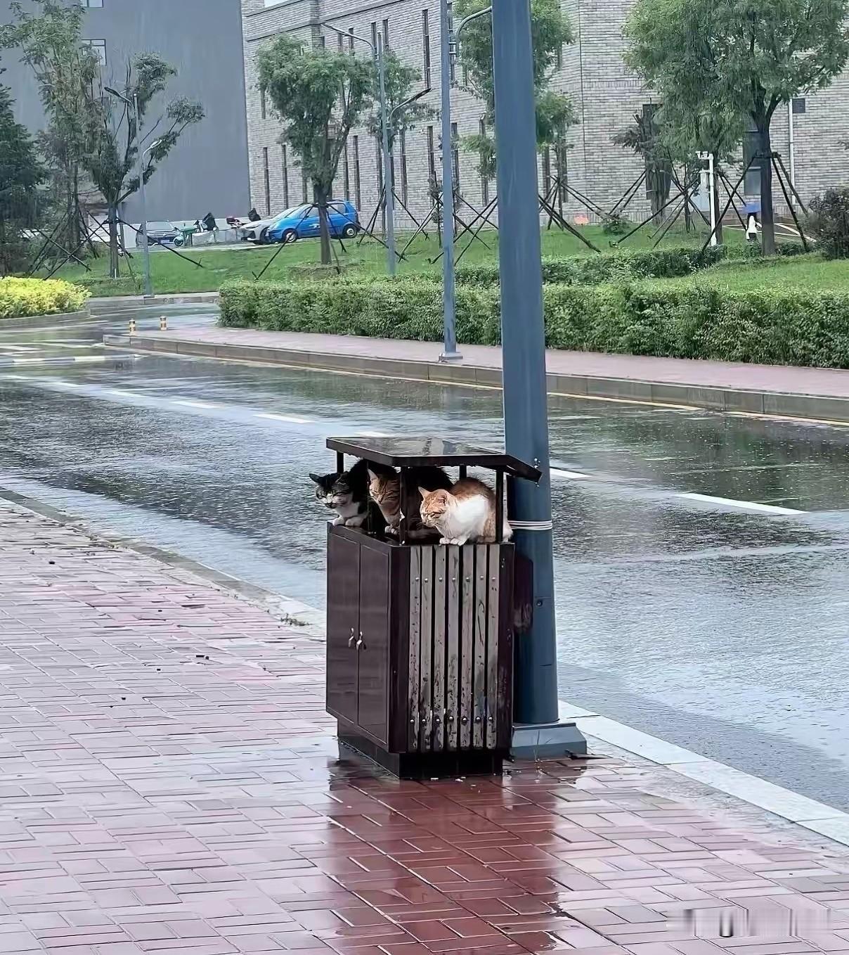 下雨时聪明的猫猫也会找地方避雨，在垃圾箱上面的确简陋了点。