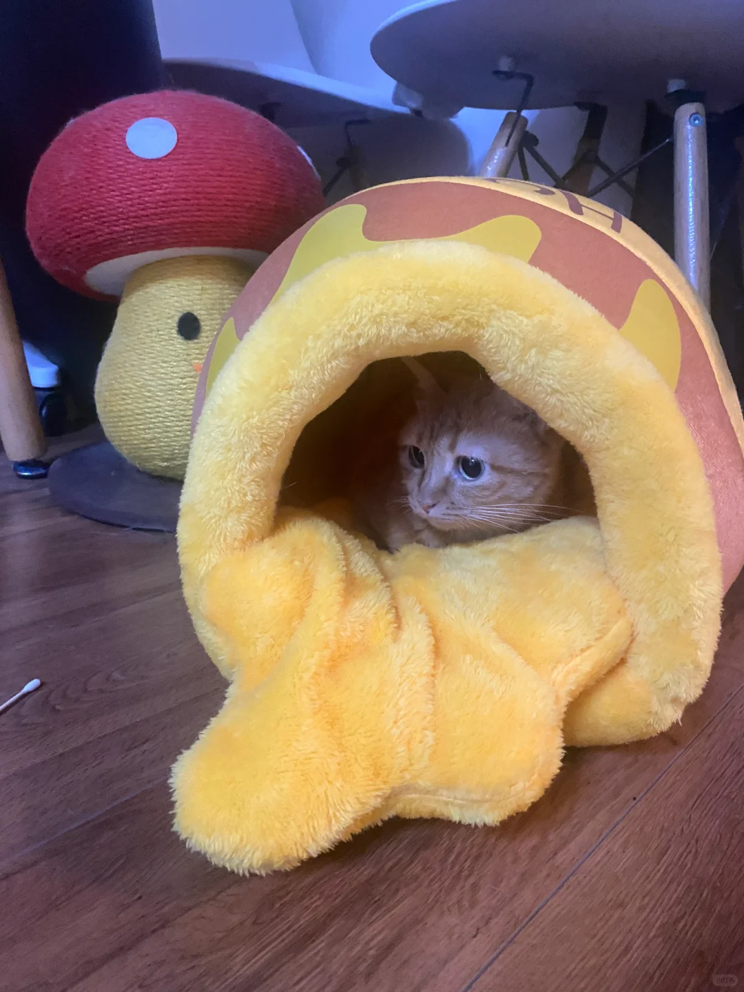 谁懂啊！新买的猫窝崽子主动睡进去了！