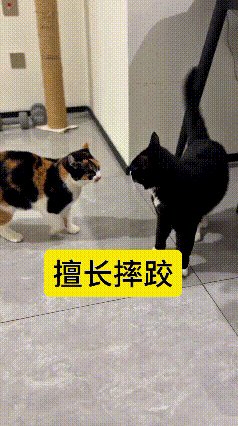你看这俩猫对峙可太有意思了，黑猫主动上前发起进攻，结果万万没想到，这只小花猫特别