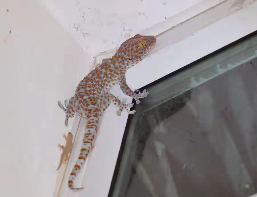 大壁虎（动物们183）

大壁虎，别名蛤蚧、蛤蟹、 蛤蛇、仙蟾等，是壁虎科壁虎属