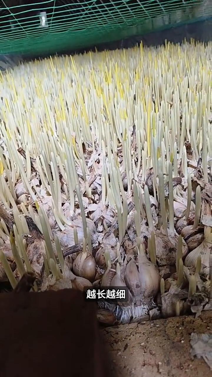 蒜黄泡水培养。
大家注意看，农民把成千上万的蒜头泡在棚里的水里，难道就不怕全烂掉