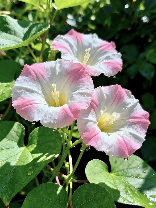 分享图片~牵牛花
形似喇叭，优雅绽放
五颜六色，争奇斗艳
芬芳四溢，沁人心脾