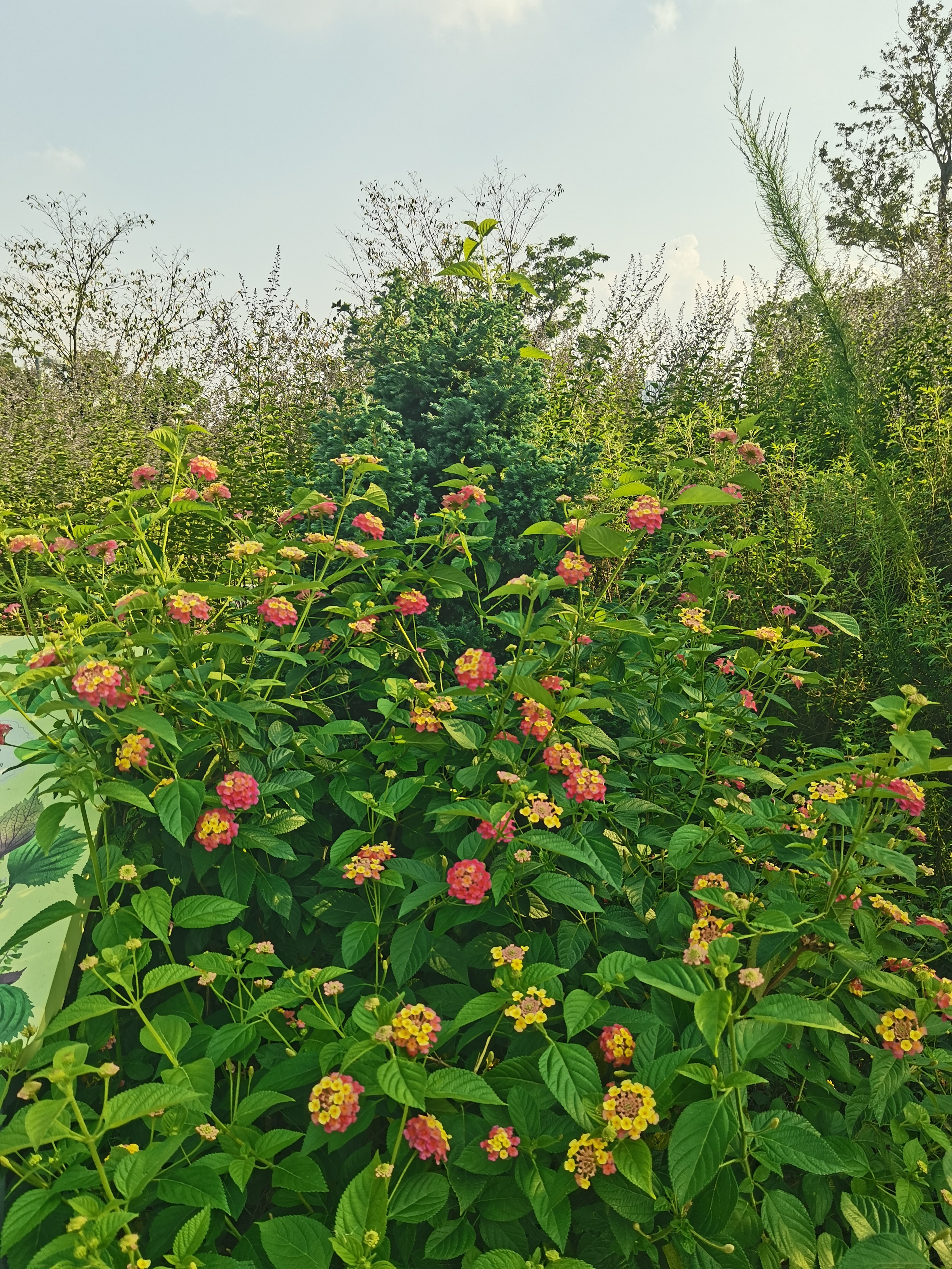 来公园里坐坐，看看花花草草。就认真地虚度周末的每一秒钟。 ​​​