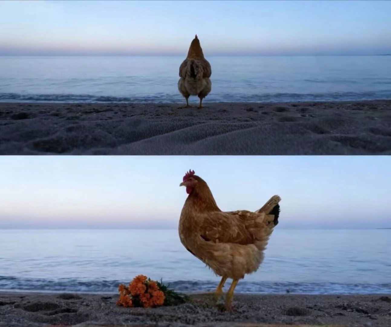 今天也不是疯狂星期四啊 怎么土鸡都跑出来了 