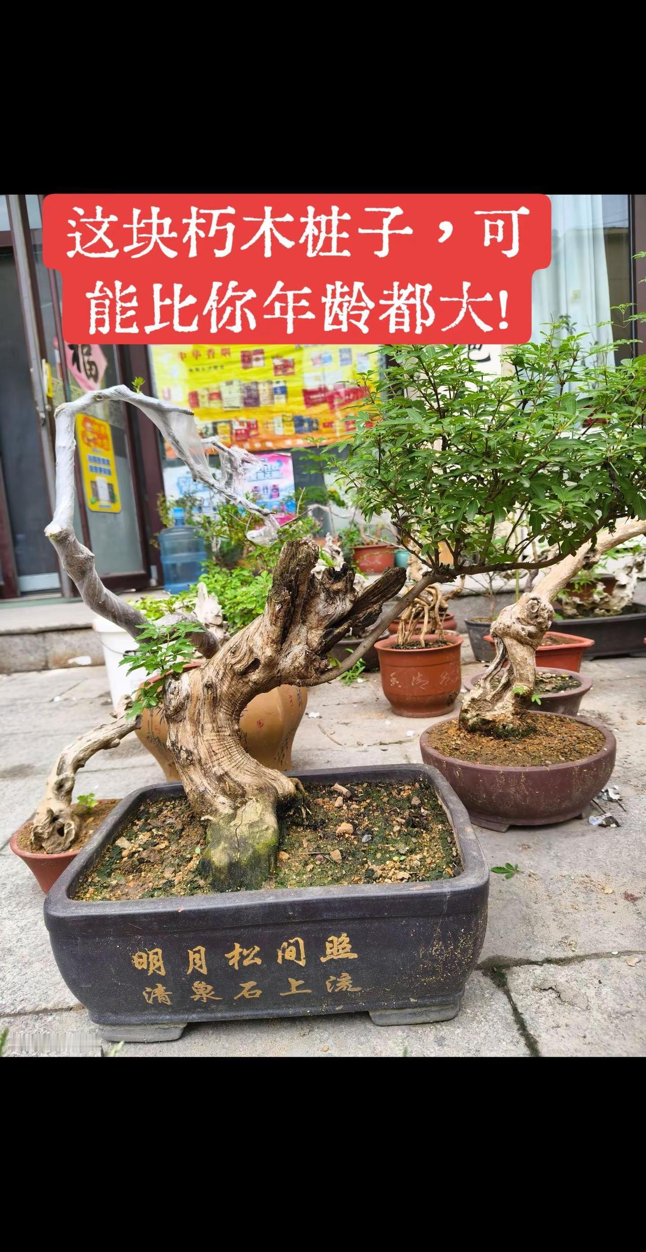 老桩盆景