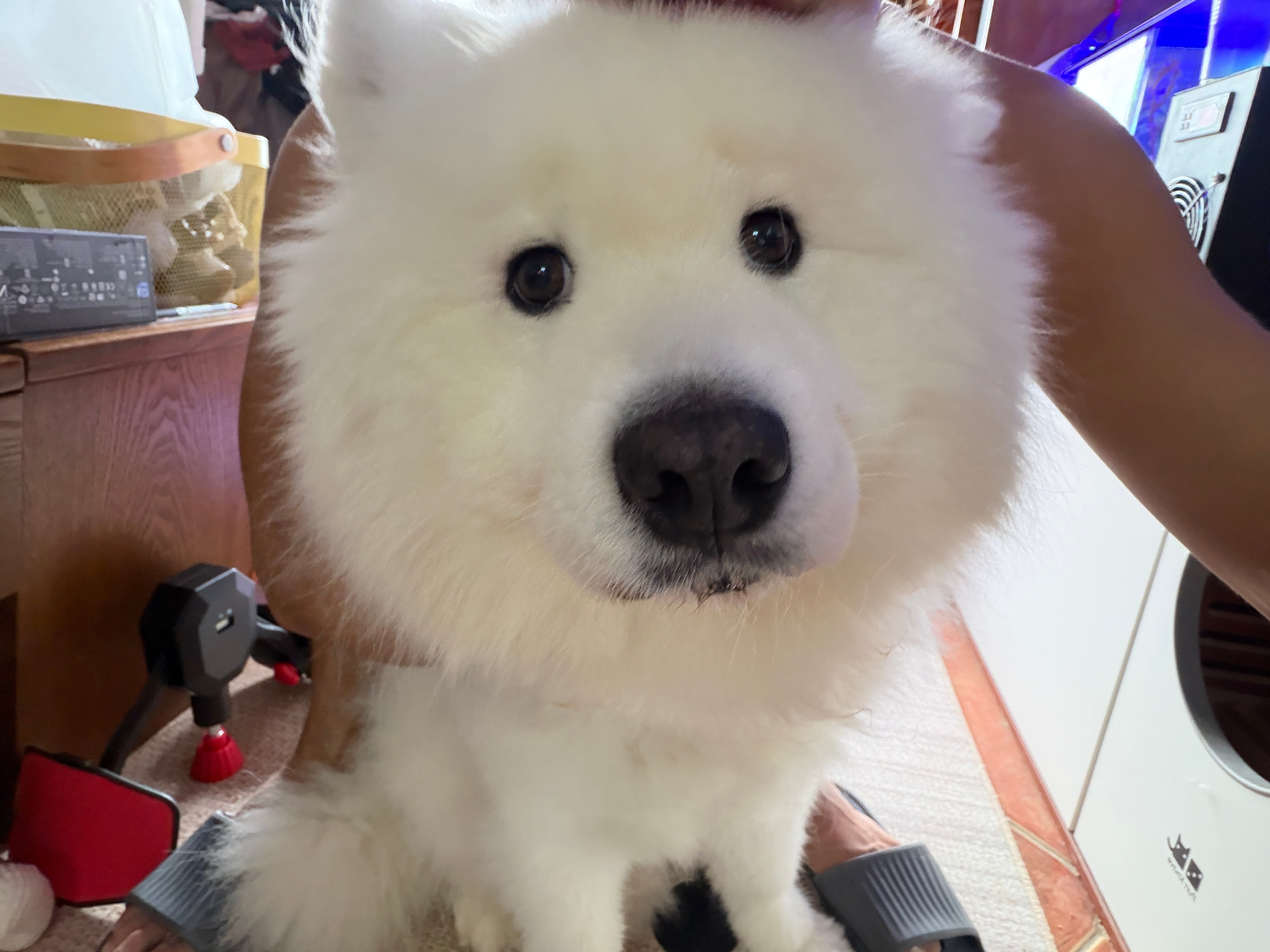 可可爱爱 ​​​