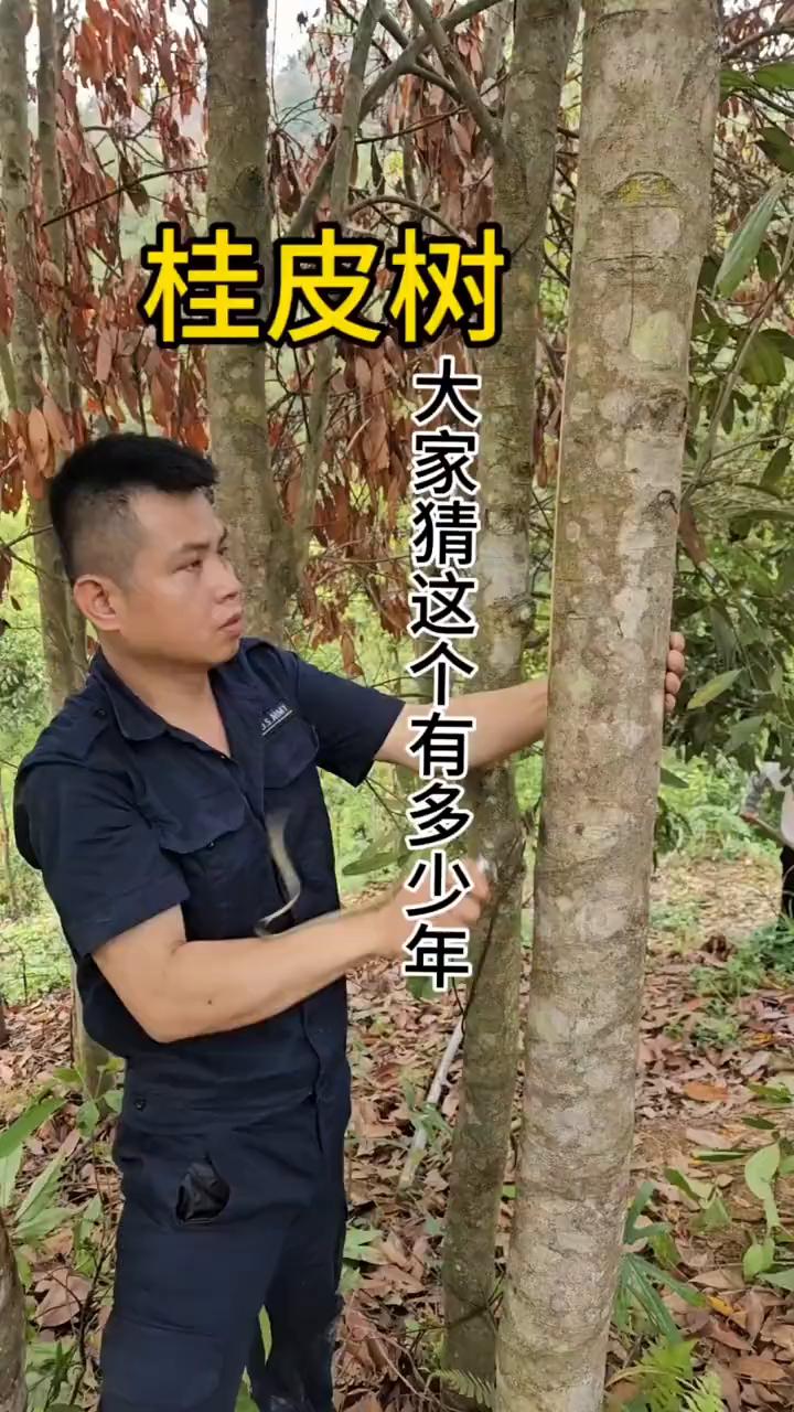 桂皮树。
大家猜这个有多少年？