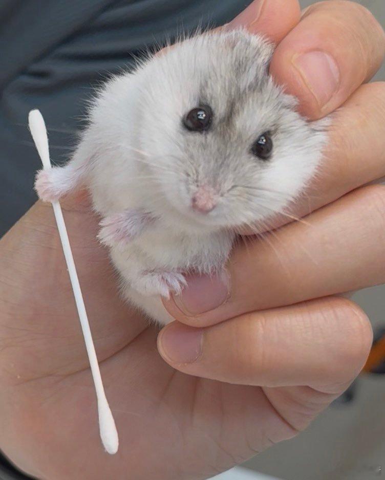 从医生手中抢走了棉签的鼠鼠： 