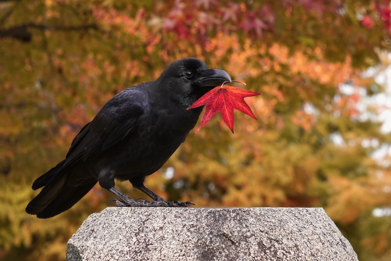 好耶!!新发现一位鸦鸦摄影师！鸦鸦毛绒绒的头顶实在是令人手痒【推：HFutaka