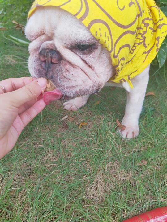 🐕汪汪零食续篇~