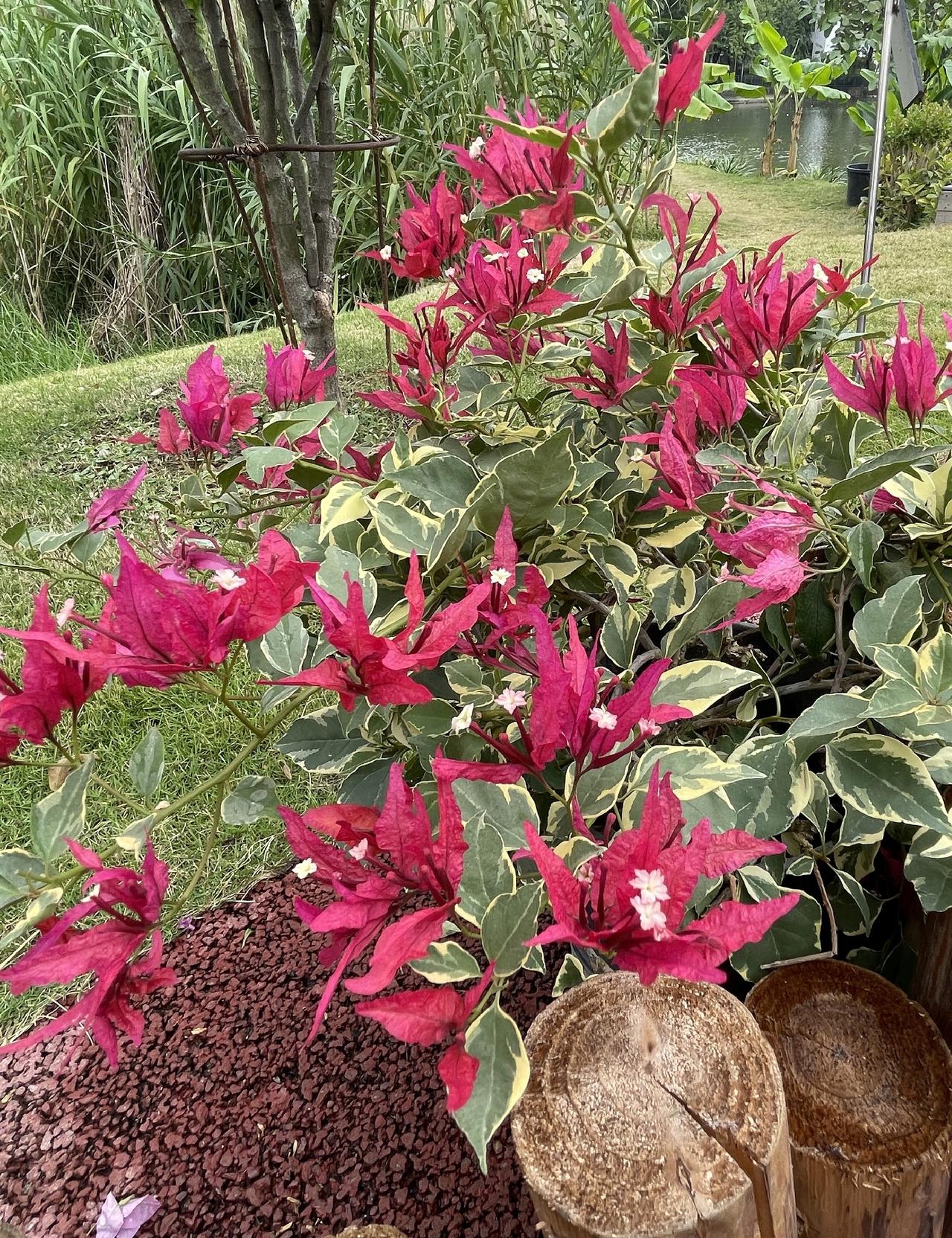 🦋红蝶三角梅，以独特的蝶形苞片而在三角梅家族中独树一帜，是三角梅里造型富有诗意
