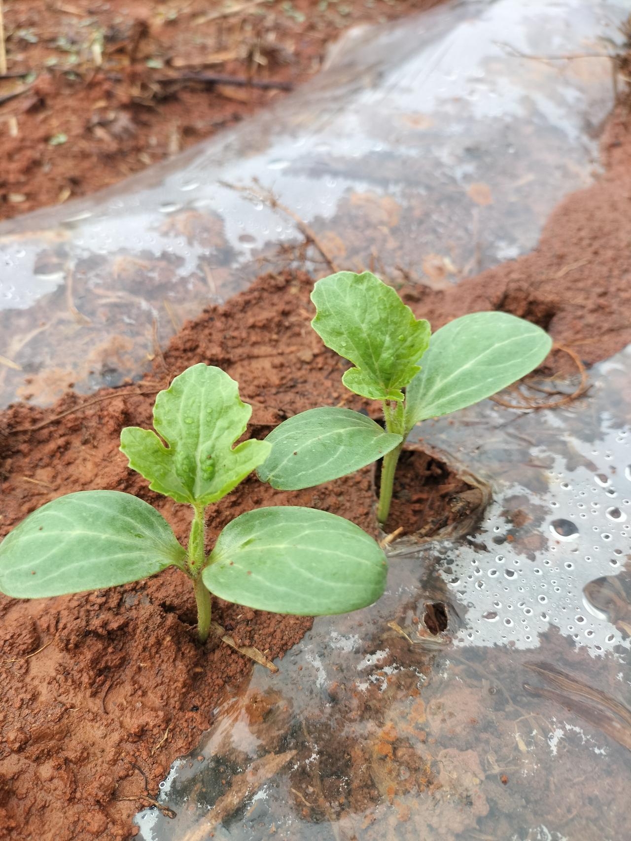 一望无际的西瓜苗和毛豆苗都长出来，邻居开荒种的，他们太能干了，尤其是西瓜苗长的这