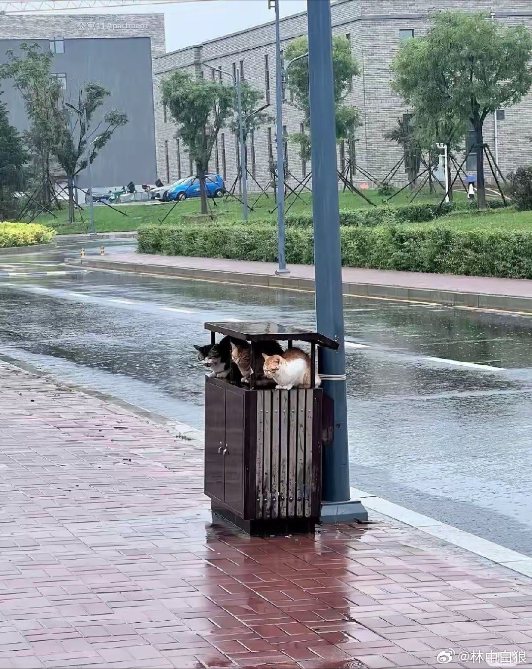 上海街头，暴雨中。聪明的猫猫找到了避雨的好地方。 